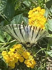 Iphiclides podalirius