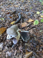 Limax cinereoniger