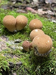 Lycoperdon echinatum