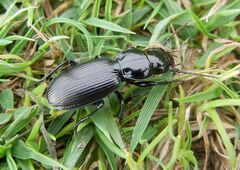 Pterostichus madidus