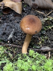 Lactifluus volemus
