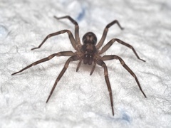 Liocranum rupicola