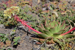 Dudleya brittonii