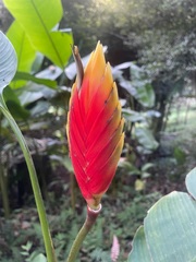 Heliconia episcopalis