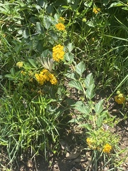 Iphiclides podalirius