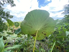 Nelumbo lutea