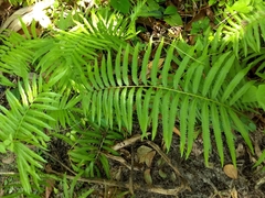 Cyclosorus interruptus