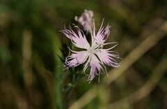 Dianthus hyssopifolius