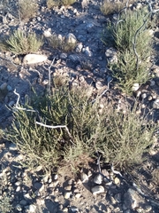 Adenostoma fasciculatum