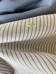 Meconema thalassinum