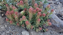 Castilleja arachnoidea