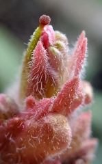 Castilleja arachnoidea