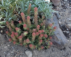 Castilleja arachnoidea