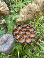 Nelumbo lutea