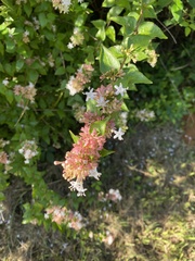 Abelia chinensis