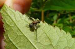 Anomoia purmunda