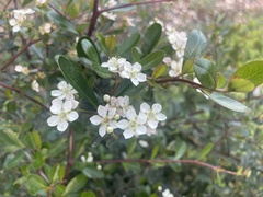 Pyracantha angustifolia