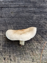 Pluteus