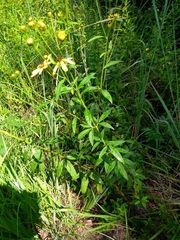 Coreopsis tripteris