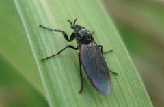 Dilophus febrilis