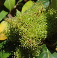 Chrysolepis chrysophylla