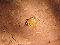 Hypanartia lethe