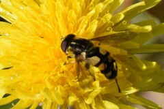 Helophilus obscurus