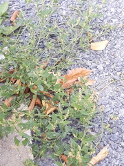 Chenopodium betaceum