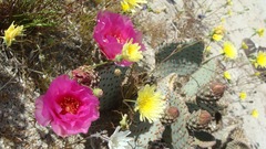 Opuntia basilaris basilaris