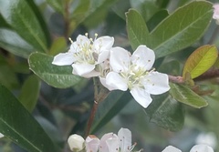 Pyracantha angustifolia