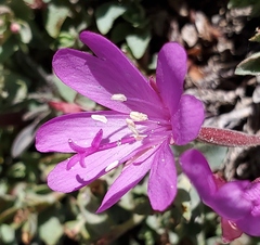 Epilobium obcordatum