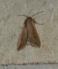 Mythimna unipuncta