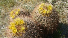 Ferocactus cylindraceus