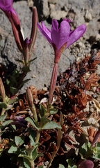 Epilobium obcordatum