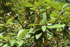 Chrysolepis chrysophylla