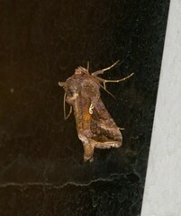Autographa precationis