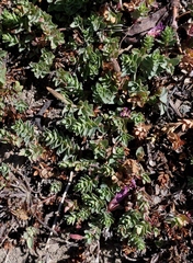 Epilobium obcordatum