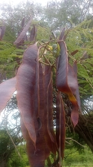 Senegalia macilenta