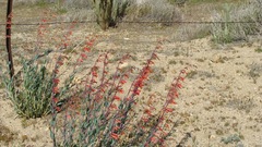 Penstemon centranthifolius