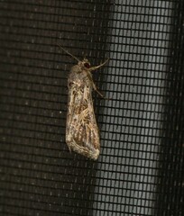 Spodoptera ornithogalli