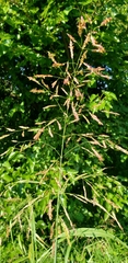 Sorghum halepense