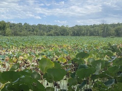 Nelumbo lutea