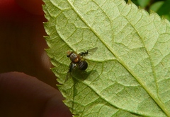Anomoia purmunda