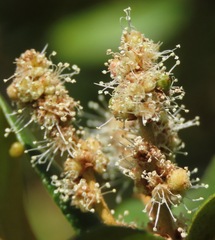 Chrysolepis chrysophylla