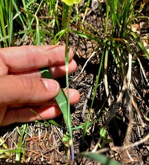 Calochortus apiculatus