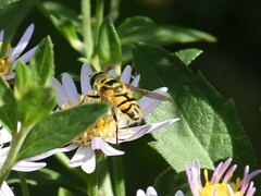 Myathropa florea