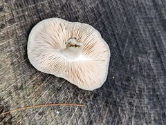 Pluteus
