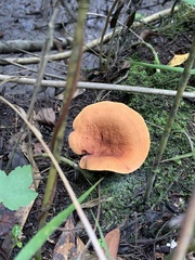 Lactifluus hygrophoroides