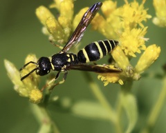 Ancistrocerus adiabatus