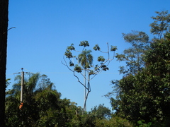 Cecropia pachystachya